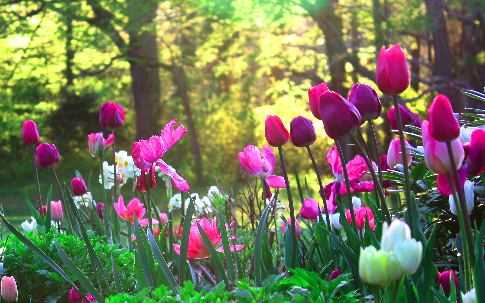 6915713-tulips-flower-garden-1